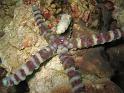 Etoile verruqueuse - Echinaster callosus